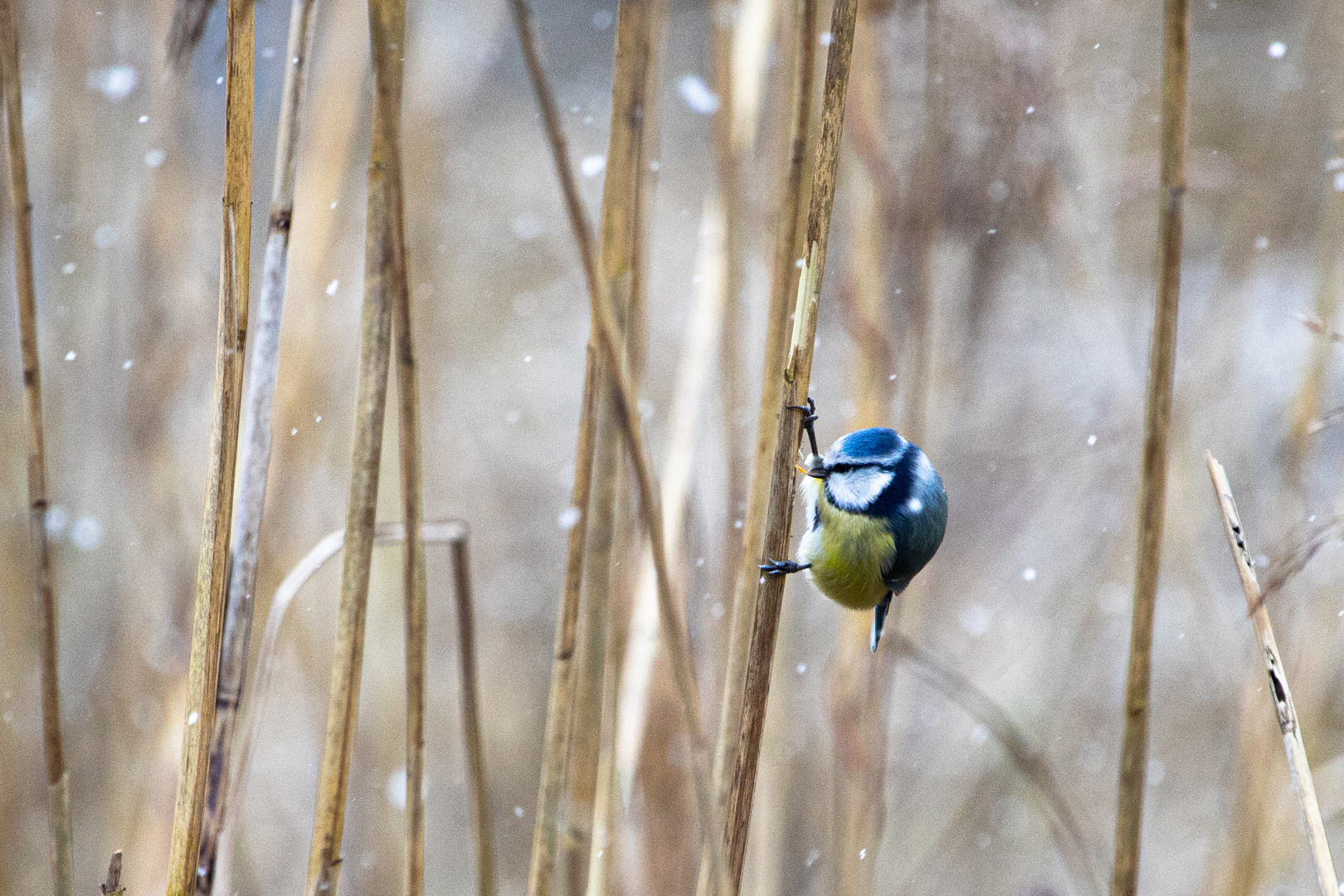 Blaumeise während Schneefall