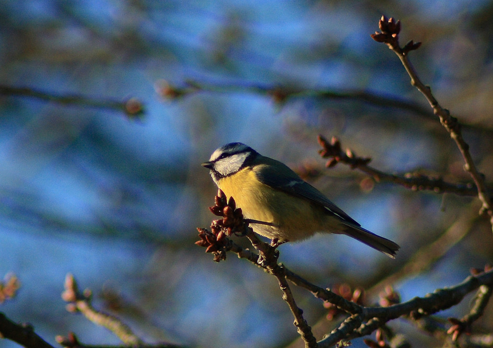 Blaumeise; Warten auf den Frühling