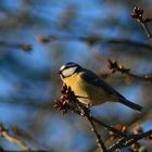 Blaumeise; Warten auf den Frühling