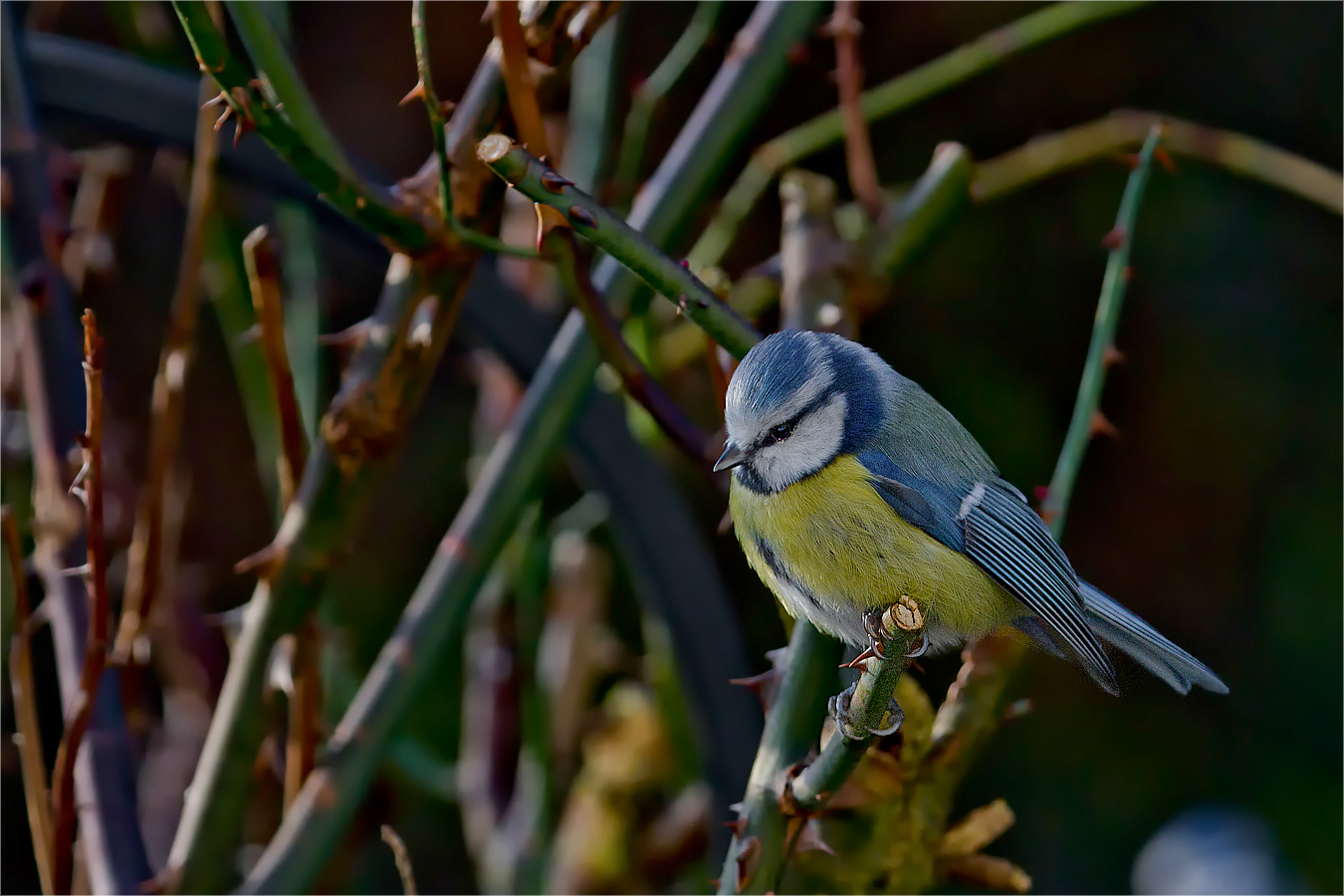 Blaumeise wartet auf Futter