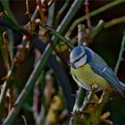 Blaumeise wartet auf Futter