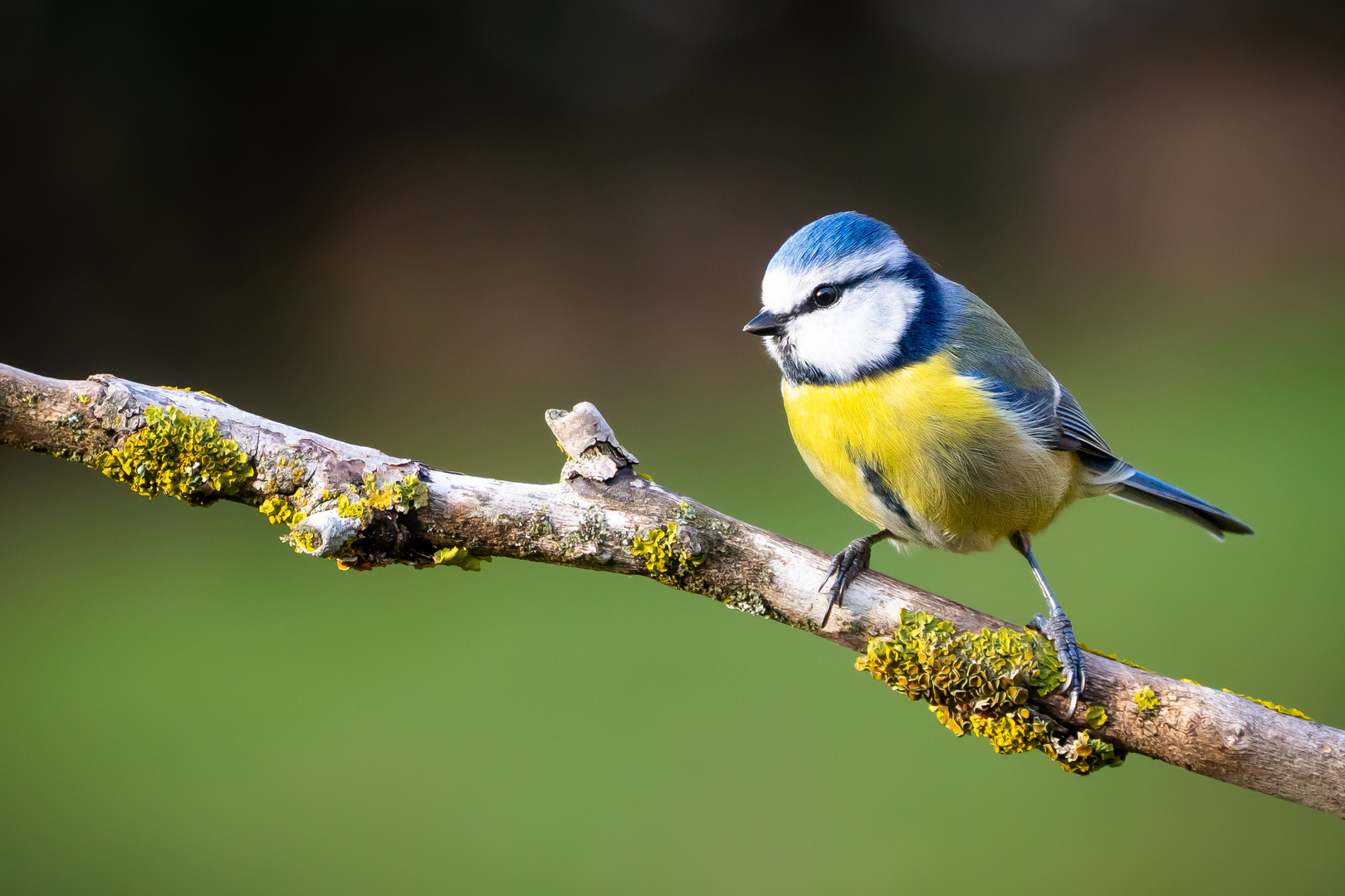 Blaumeise – was für Farben! 