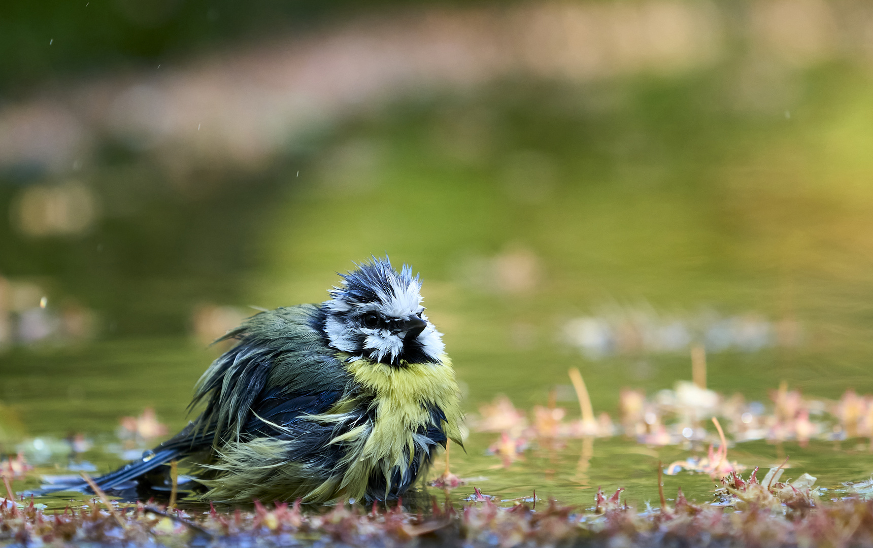 Blaumeise (Waschtag)