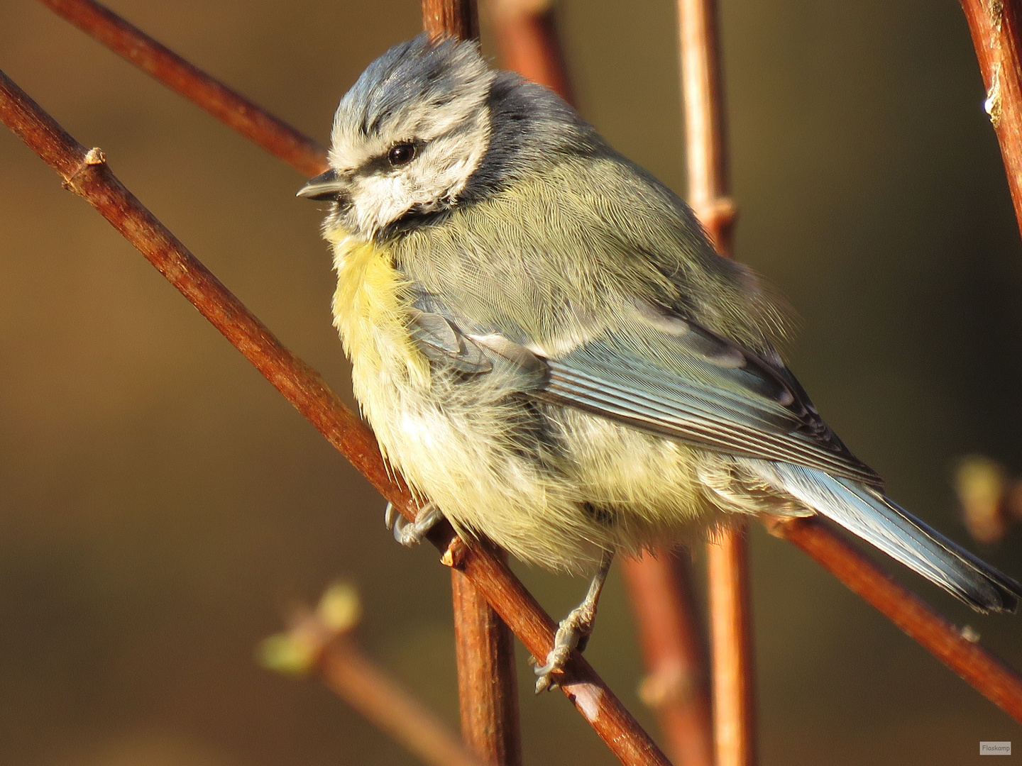 Blaumeise, Weibchen ..... Foto & Bild | tiere, wildlife ...