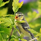 Blaumeise wird Flügge