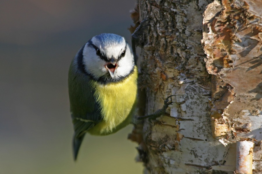 Blaumeise zeigt Kohlmeise die "Zähne".