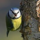 Blaumeise zeigt Kohlmeise die "Zähne".