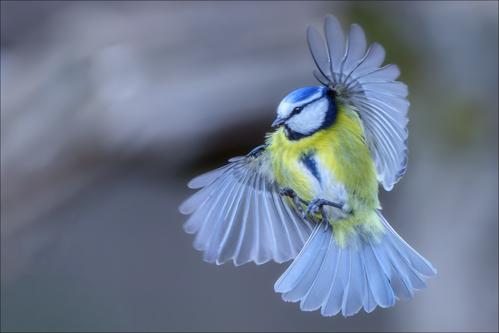 Blaumeise zeigt wie schön sie ist.