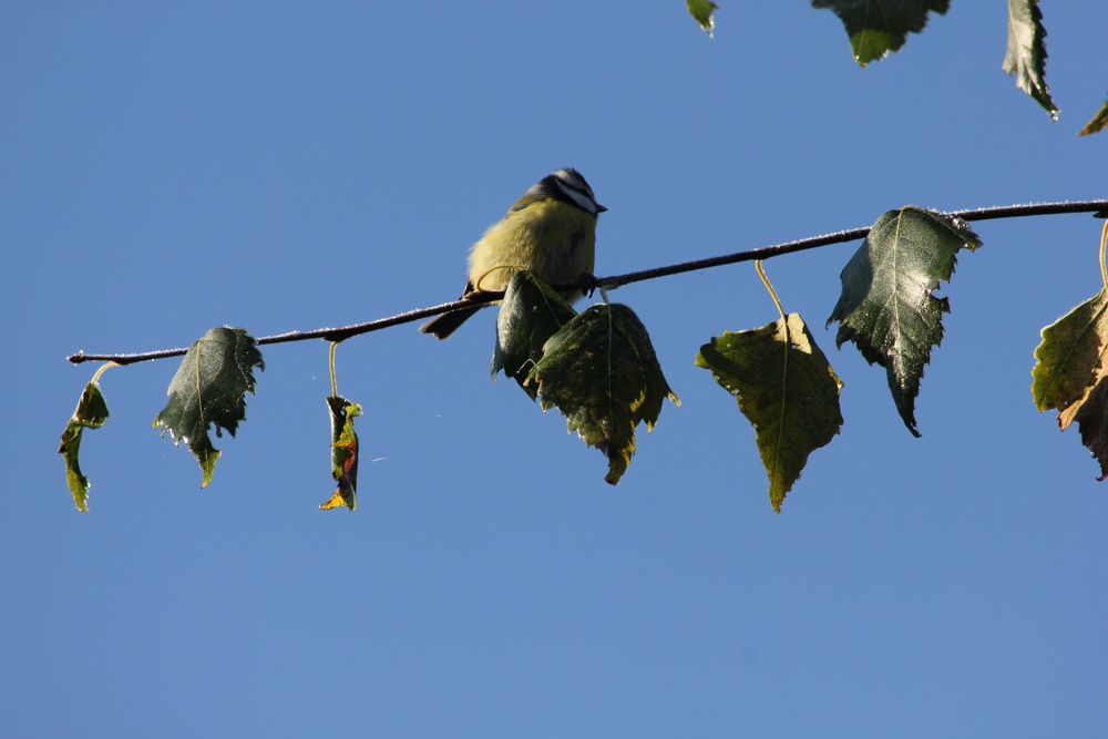 Blaumeise zu blauem Himmel