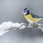 Blaumeise zu tief in den Schnee geschaut 