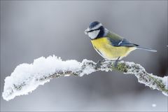 Blaumeise zu tief in den Schnee geschaut 