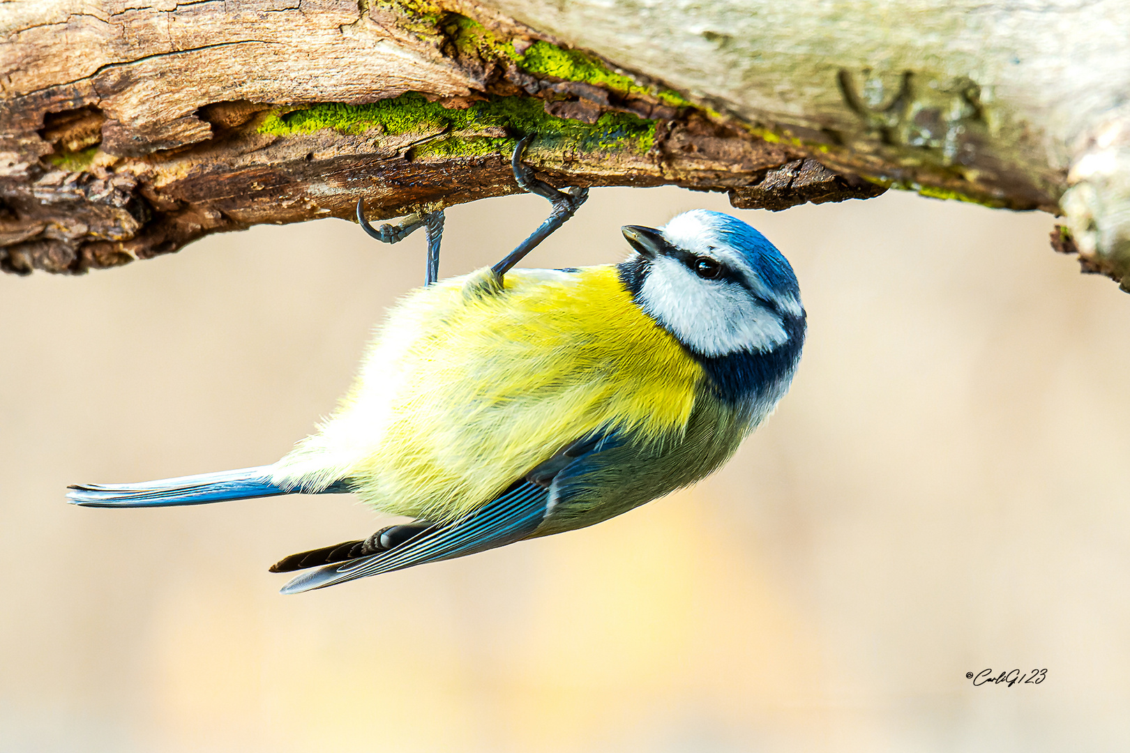 Blaumeise zur Abwechslung 