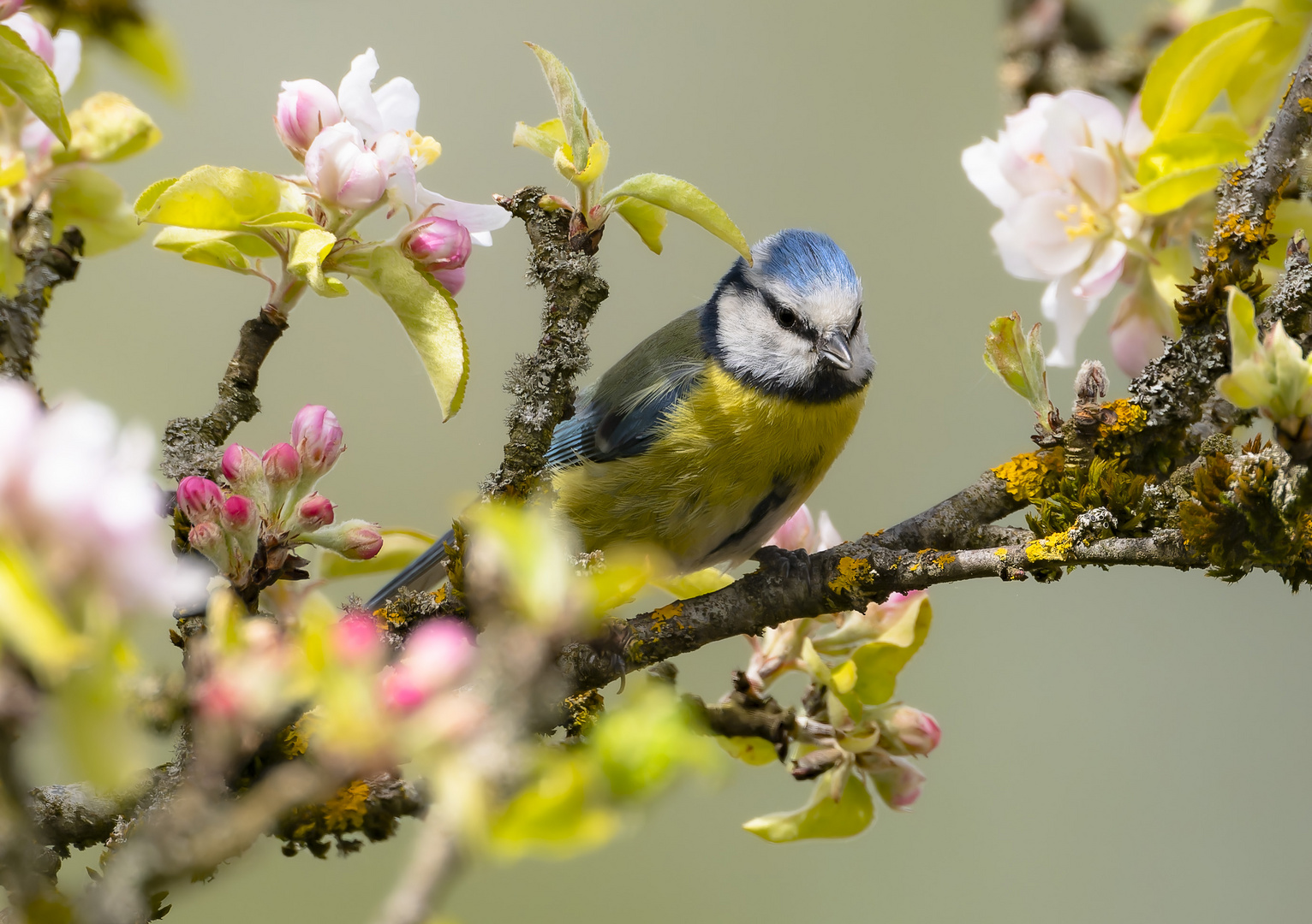 Blaumeise zwischen Apfelblüten