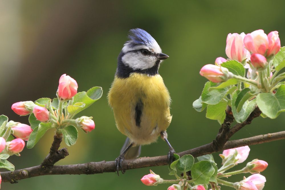 Blaumeise zwischen Apfelblüten