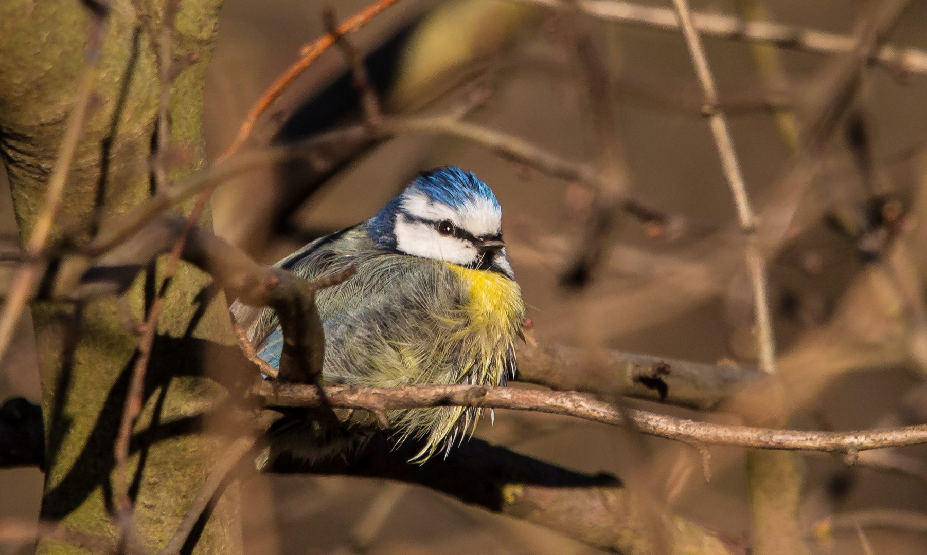 Blaumeise zwischen den Ästen