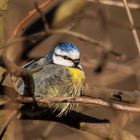 Blaumeise zwischen den Ästen