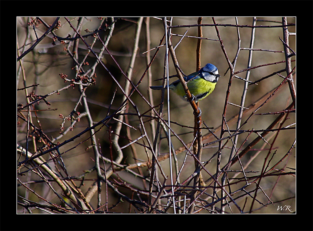 Blaumeise zwischen lauter Stacheln...:-(