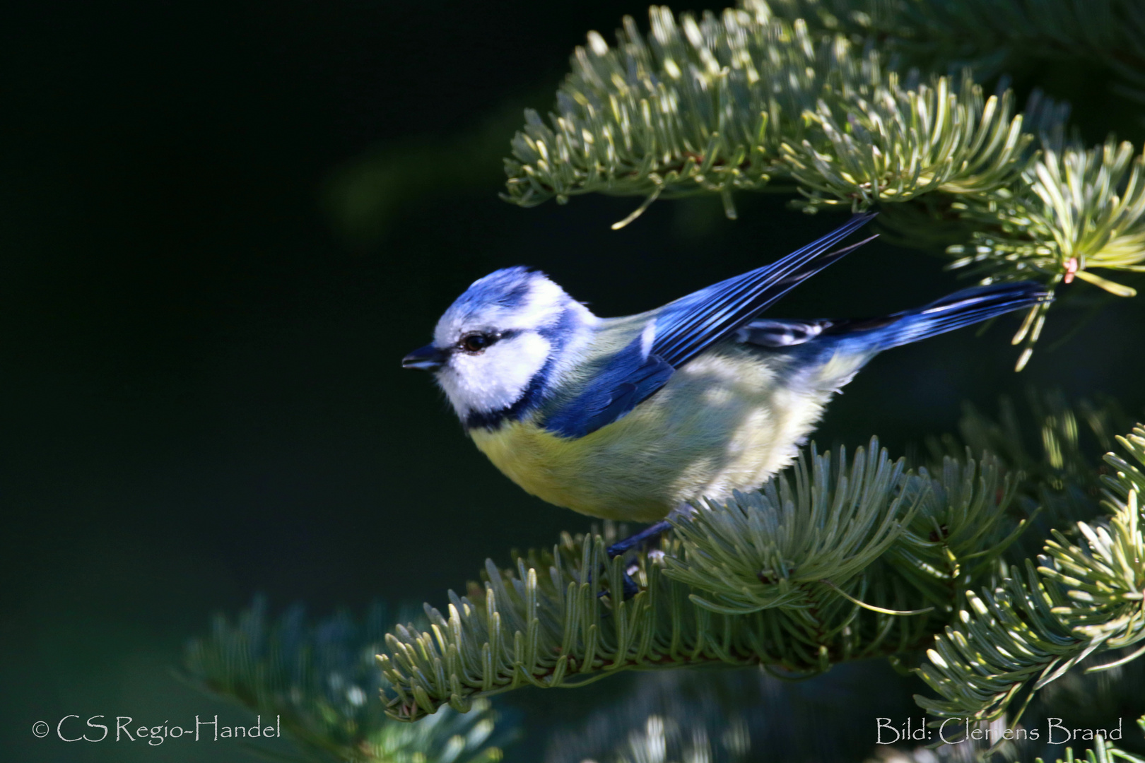 Blaumeise zwischen Licht und Schatten