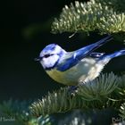 Blaumeise zwischen Licht und Schatten