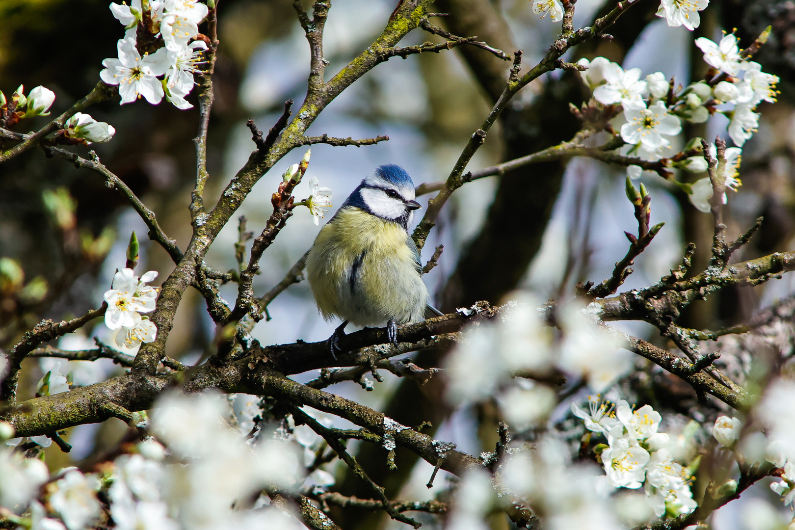 Blaumeise_Blüten