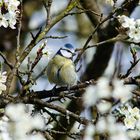 Blaumeise_Blüten