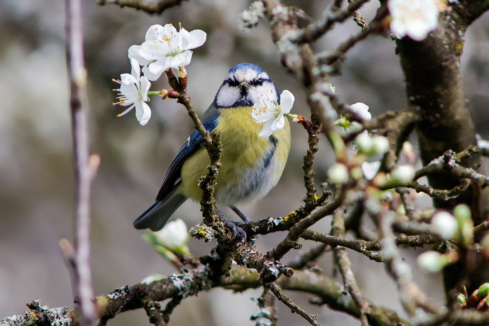 Blaumeise_Blüten02