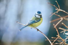 Blaumeise(Cyanistes caeruleus)