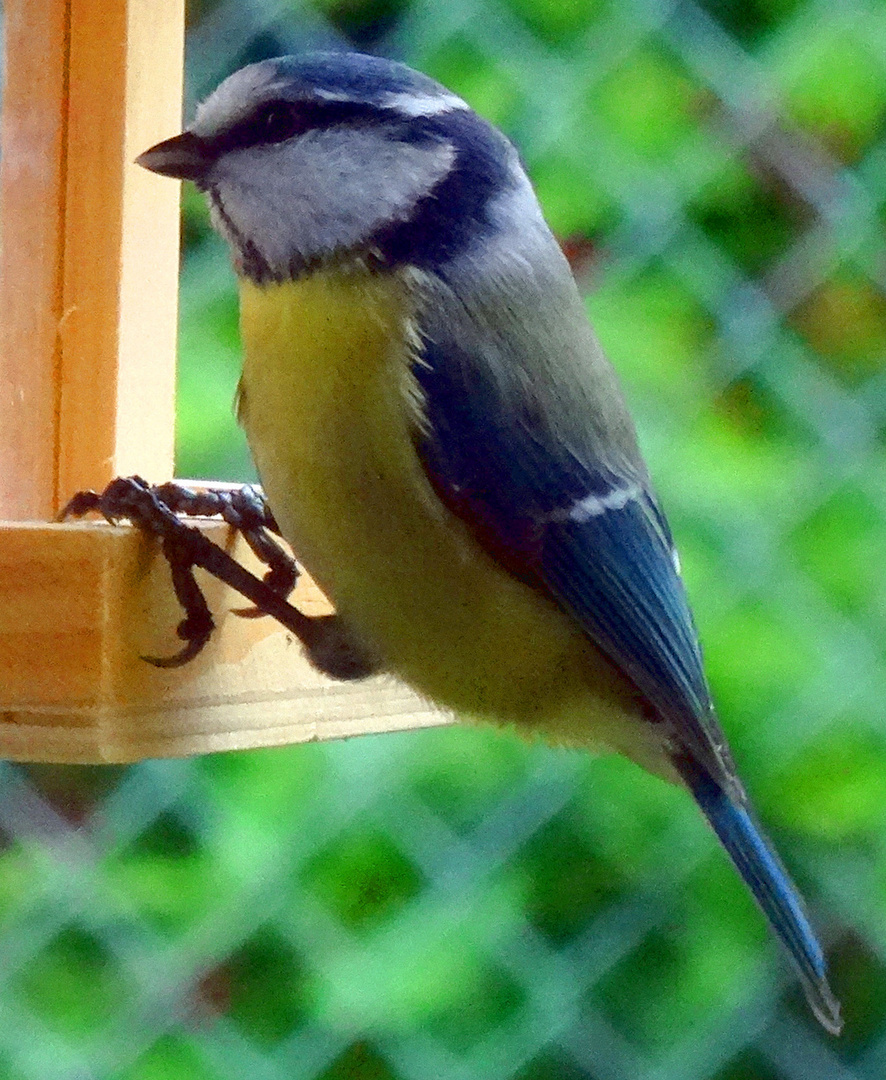 Blaumeise....es wird kälter