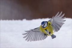 Blaumeiseim Landeanflug