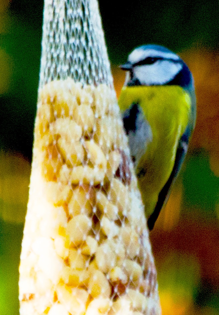 Blaumeisemeise an Erdnusskernen