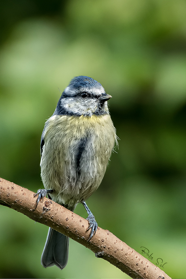 Blaumeisen