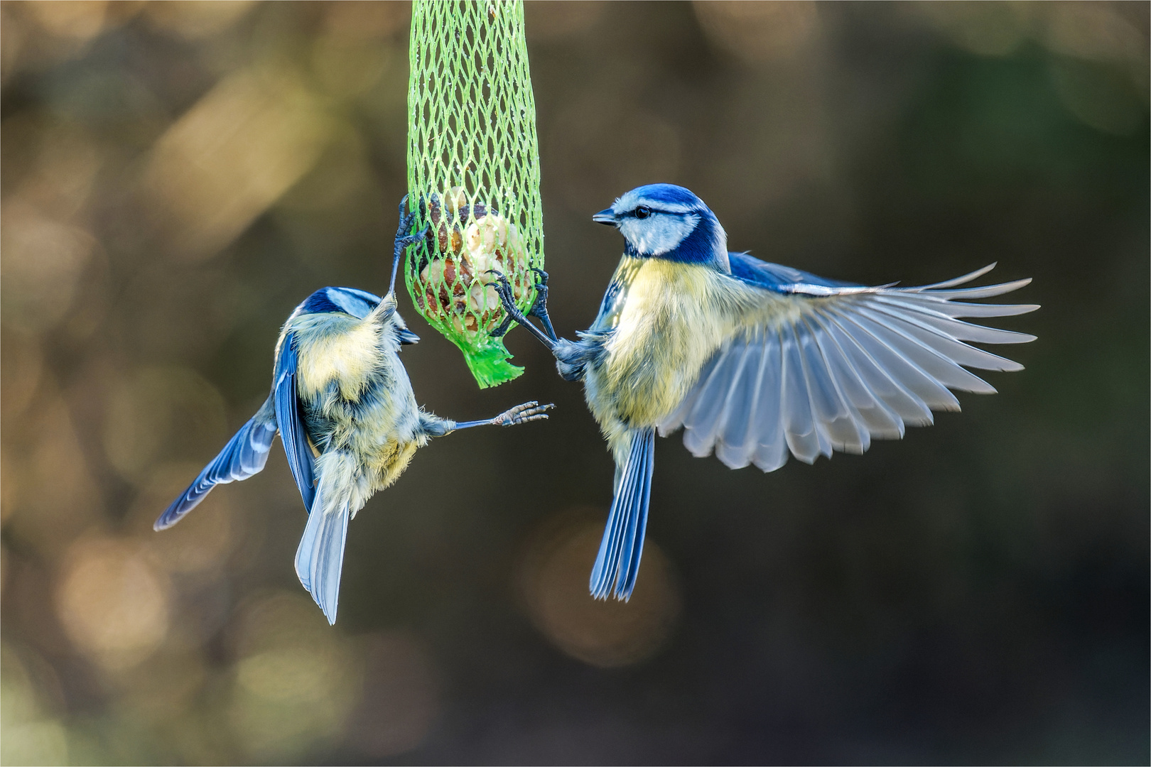 Blaumeisen  .....