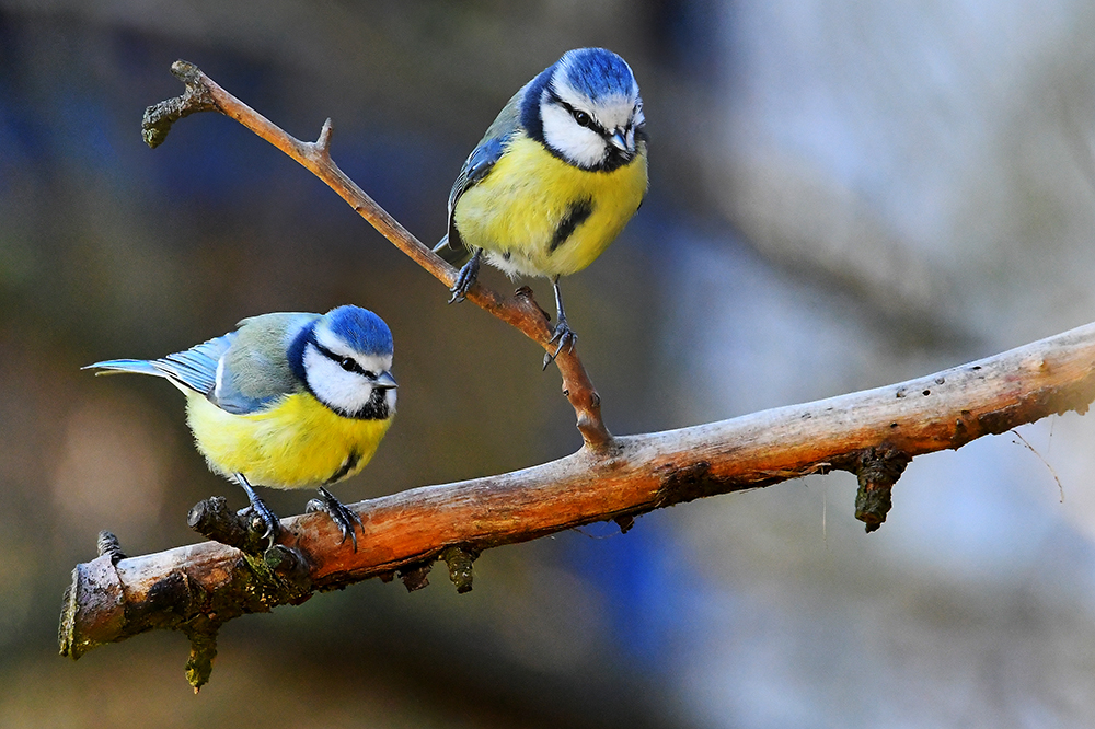 Willkommen, liebe Vogelbeobachter! Sind Sie bereit für die faszinierende Welt der Blaumeisen-Bilder?