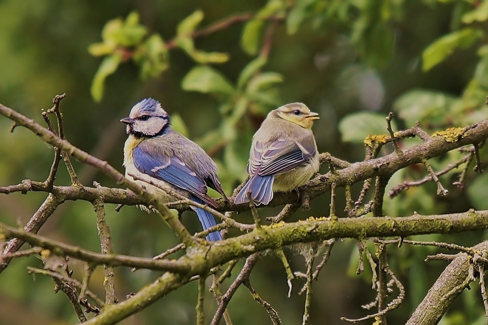 Blaumeisen