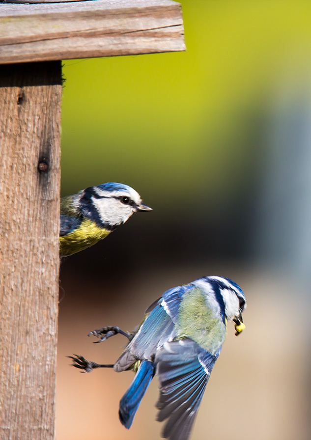 Blaumeisen