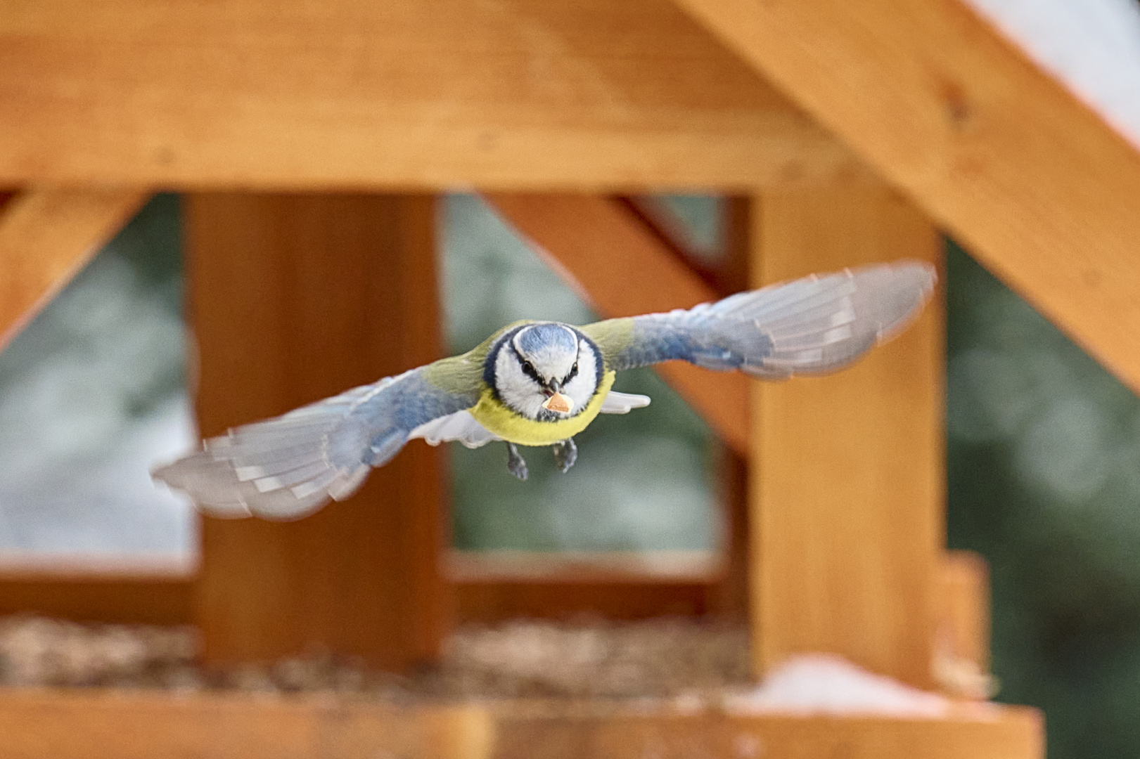 Blaumeisen Abflug 1