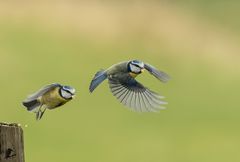 Blaumeisen-Abflug