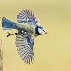 Blaumeisen-Abflug