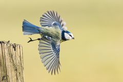 Blaumeisen-Abflug