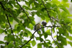 Blaumeisen Ästling Fütterung