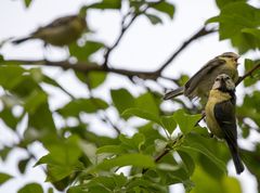 Blaumeisen Ästlinge Versammlung mit Alttier