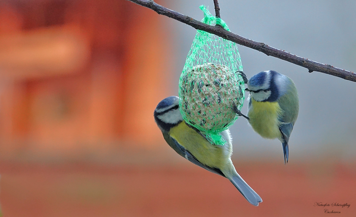 Blaumeisen am Futterplatz