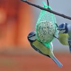 Blaumeisen am Futterplatz