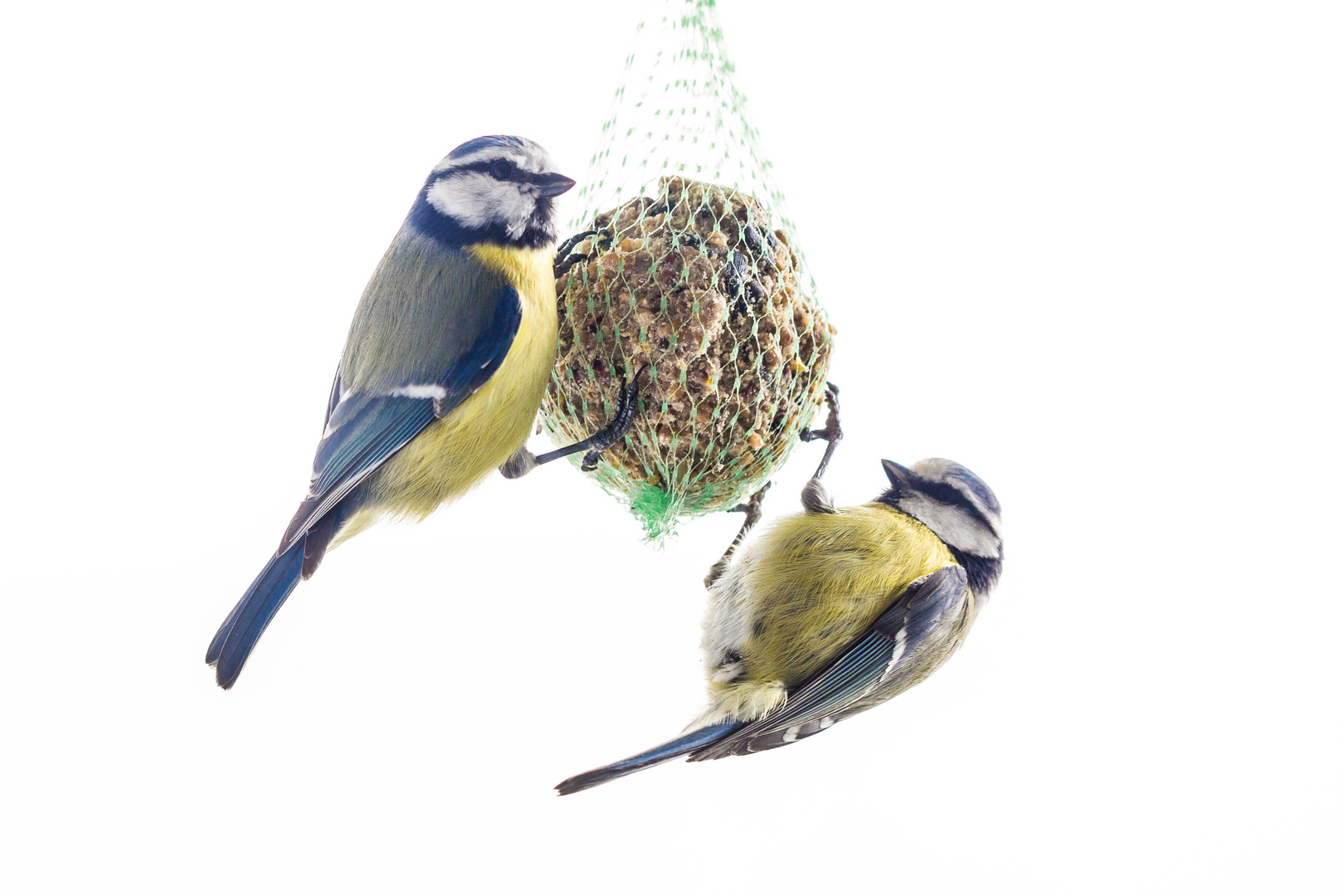 Blaumeisen am Knödel