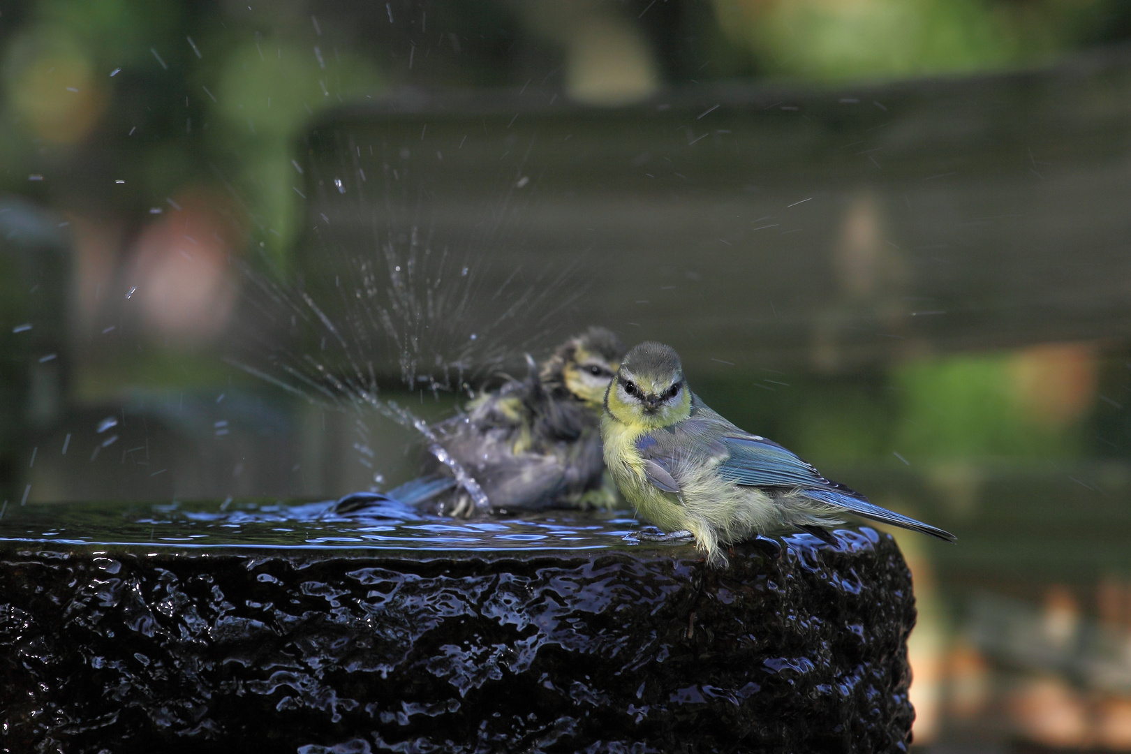 Blaumeisen am Pool