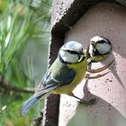 Blaumeisen an bildungsnahem Standort