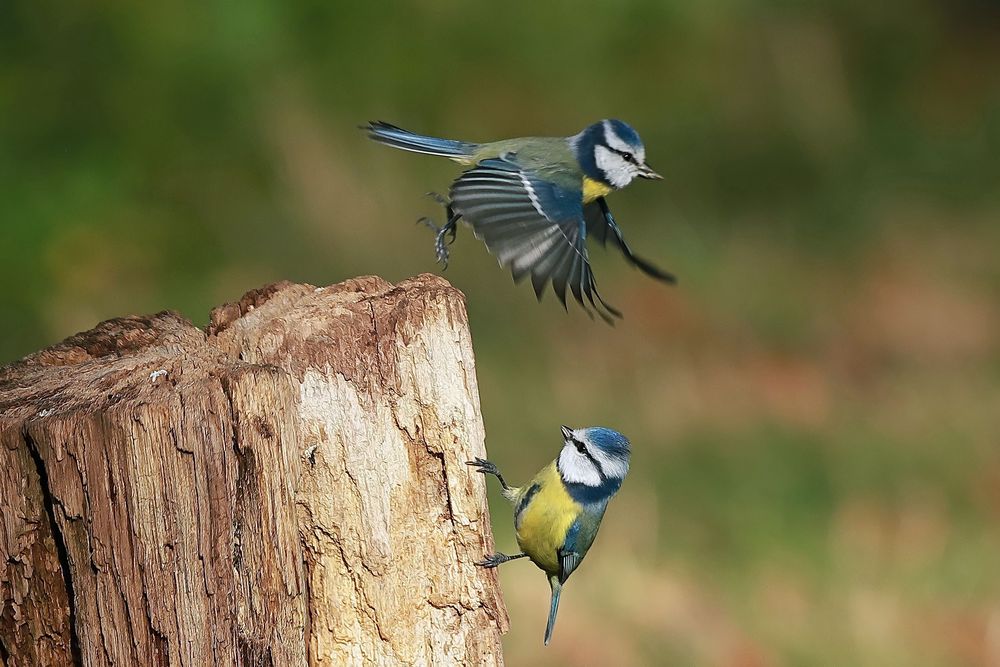 Blaumeisen an der Futterstelle