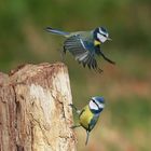 Blaumeisen an der Futterstelle