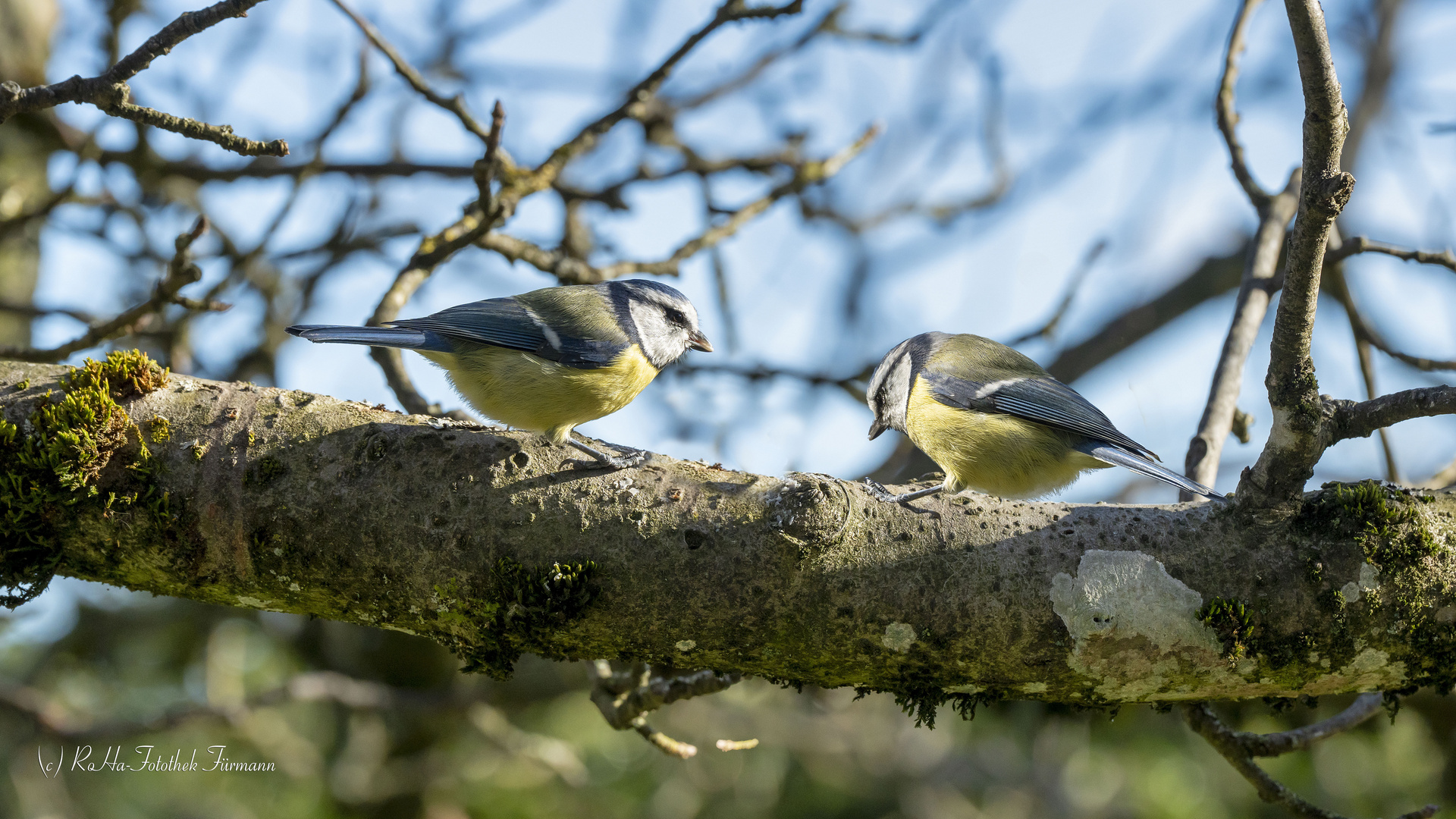 Blaumeisen auf dem knorrigen Ast eines Apfelbaumes