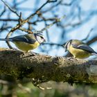 Blaumeisen auf dem knorrigen Ast eines Apfelbaumes